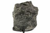 Fossil Sauropod Partial Vertebra w/ Metal Stand - Colorado #383264-2